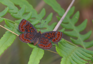 Little Metalmark